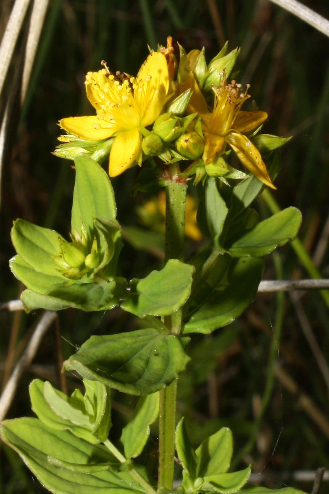 Hypericum tetrapterum / Erba di San Giovanni alata